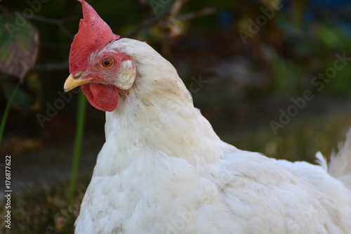 White rooster farm animal in the netherlands