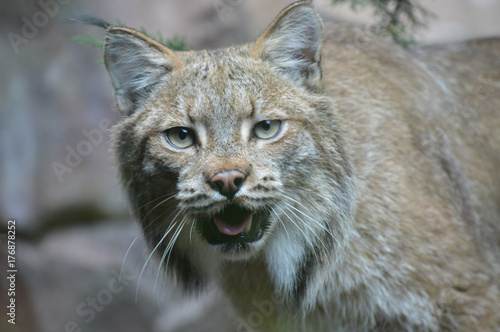 Canadian lynx