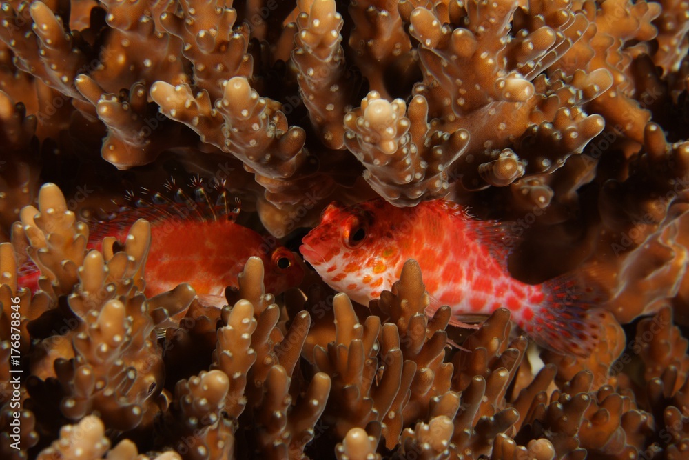 Naklejka premium hawkfish and hard corals