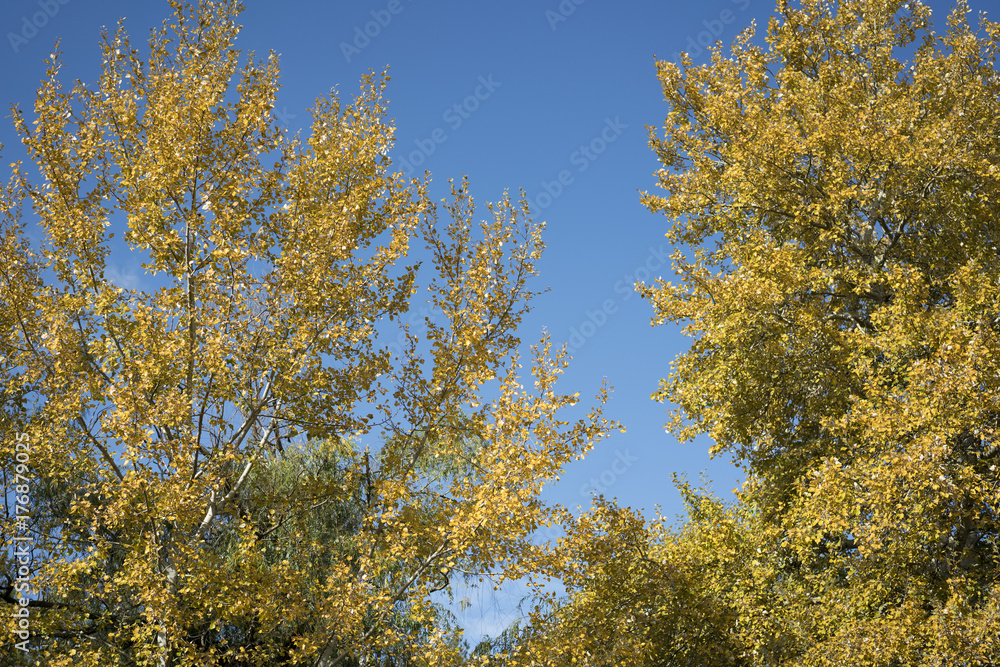 Autumn yellow foliage against the blue sky