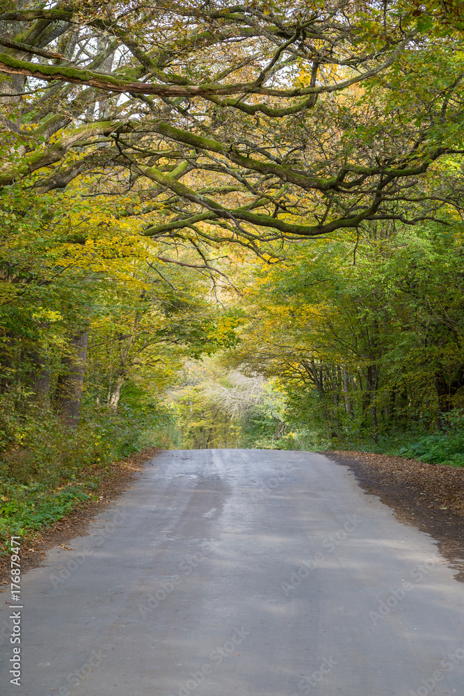 road in the forest autumn old trees 