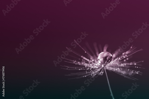 Beautiful stylish macro with dandelion and drops of dew on a dark background.