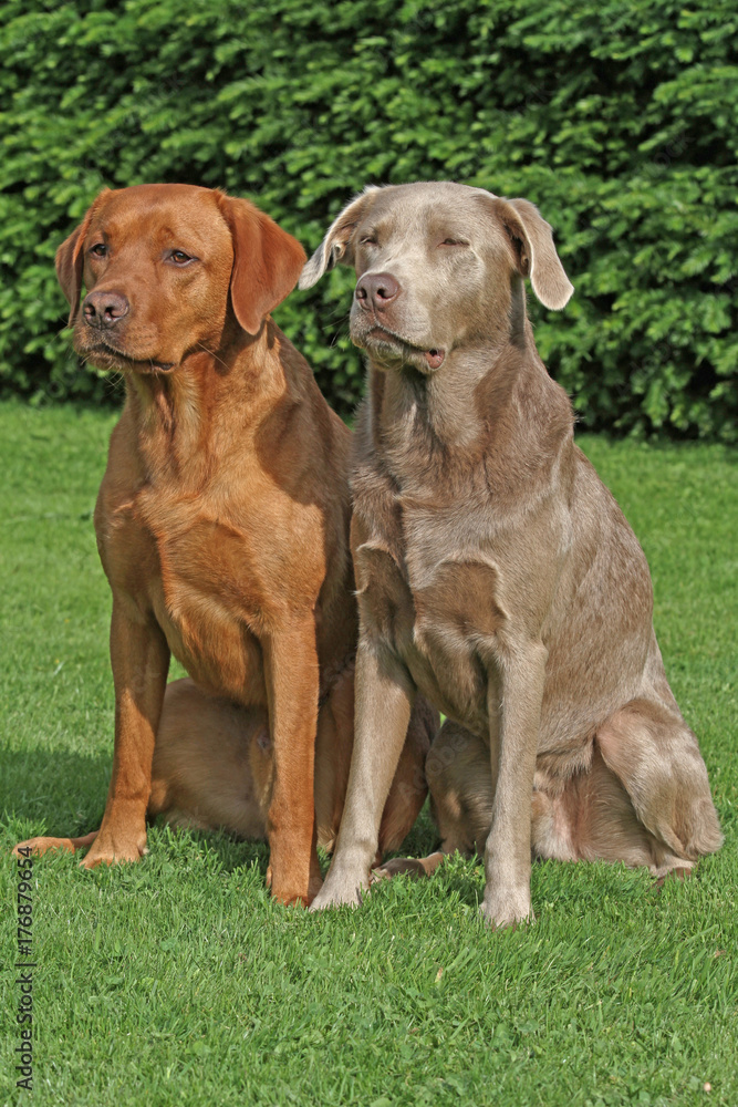 brauner und grauer Labrador