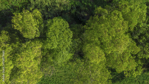 Vista aerea perpendicolare di un bosco durante la stagione estiva. Le foglie delle chiome degli alberi sono verdi