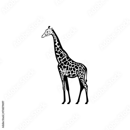 Vector giraffe silhouette view side for retro logos, emblems, badges, labels template vintage design element. Isolated on white background