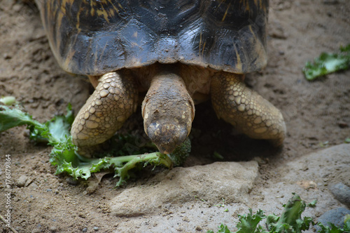 Galapagos tortoise eating lettce photo