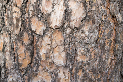 Seamless tree bark background. Brown tileable texture of the old tree. photo