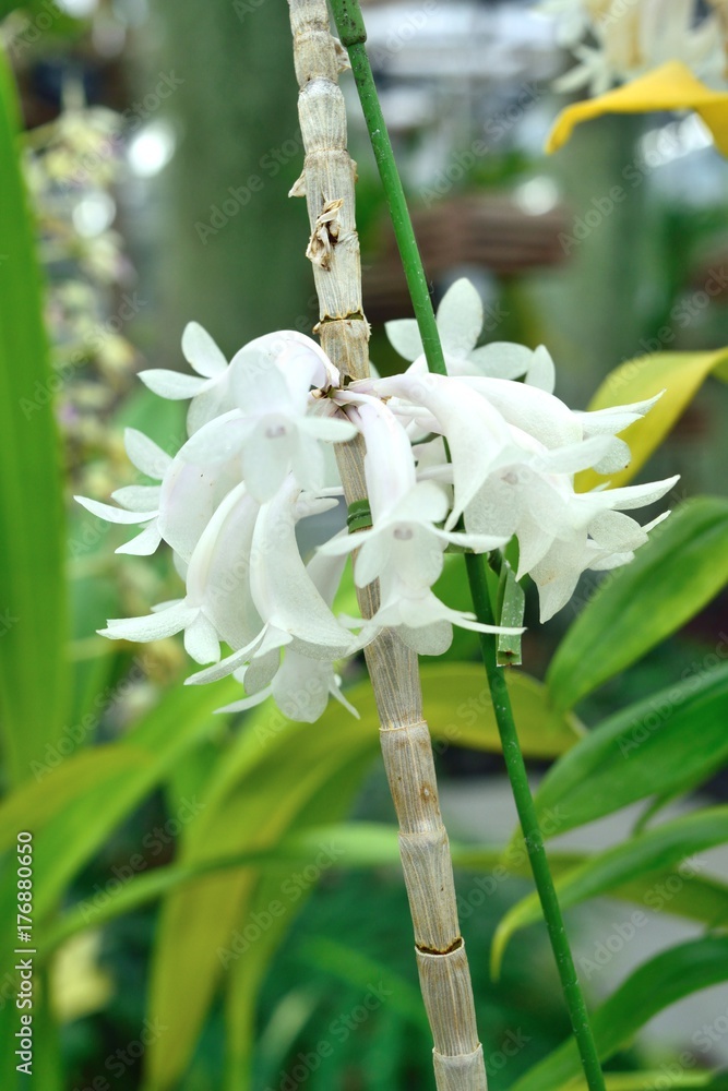 洋蘭デンドロビウム 清楚な白い花 Stock Photo Adobe Stock