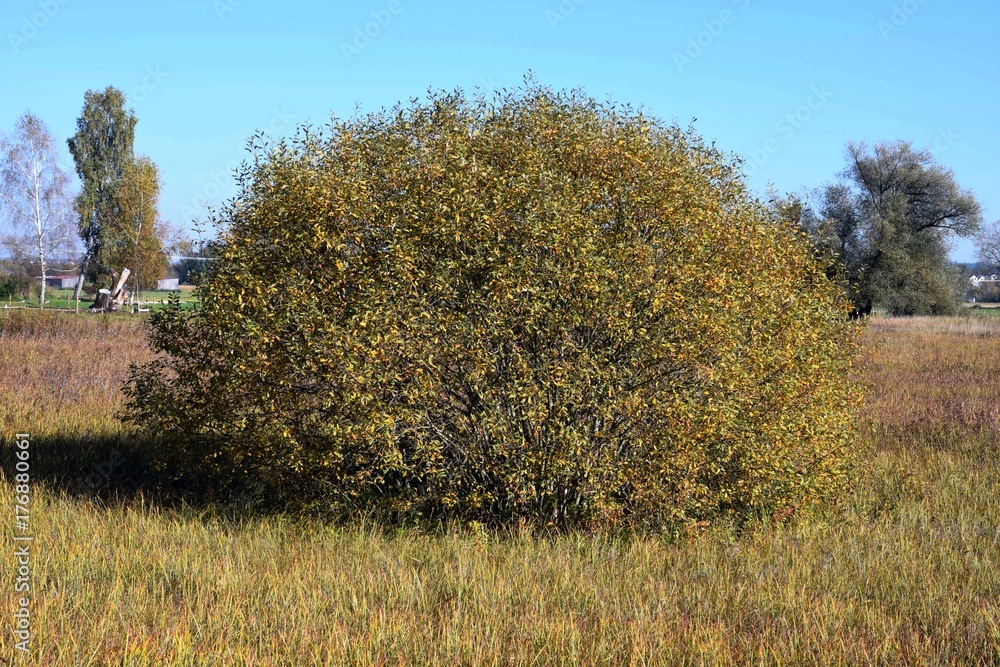 Fototapeta premium Großer Busch im Herbst mit verfärbten Blätter, blauen Himmel und Mischwald in einem Moorgebiet in Bayern