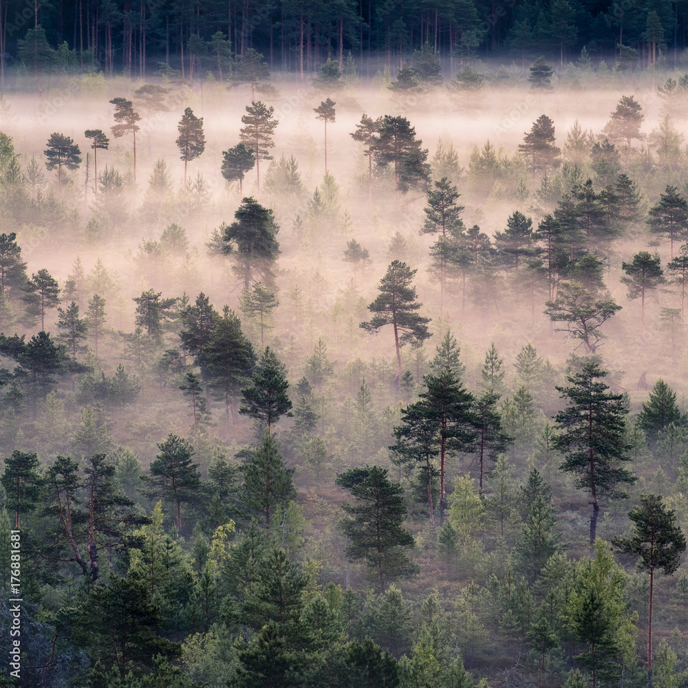 Fototapeta premium Ranek mgła i wschód słońca w Torronsuo parku narodowym, Finlandia