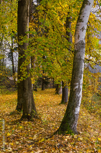 Autumn in the countryside, detail of trees with fallen foliage