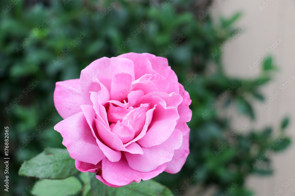 Violet California rose at sunrise Violet California rose at sunrise