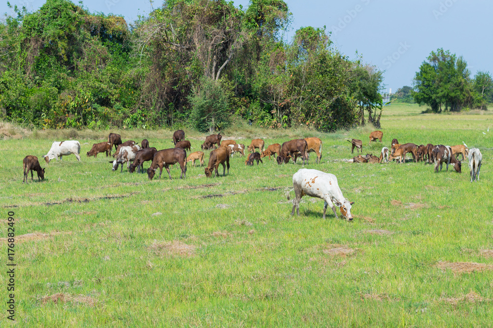 Obraz premium Cows grazing on farm with green field in good weather day