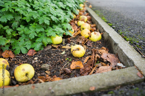 Apples lying under a tree on the ground at Autumn time , daytime UK.
