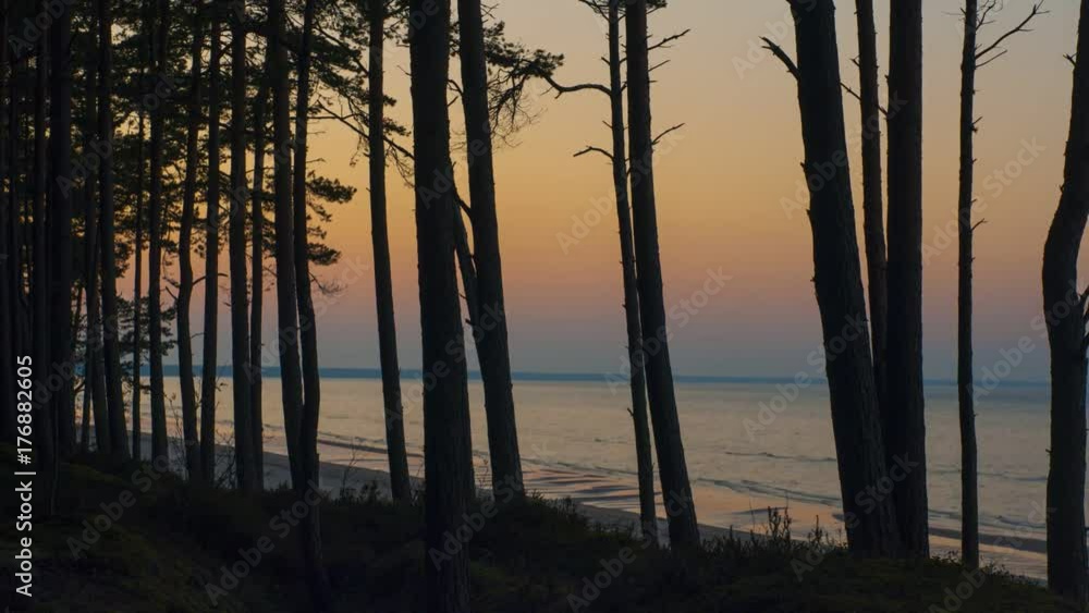 sunset at pine forest