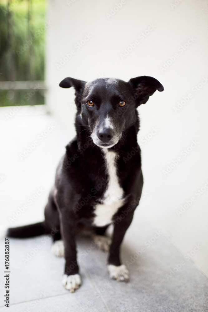 Dog sits on garden pavement and looks at the camera Dog sits on garden pavement and looks at the camera