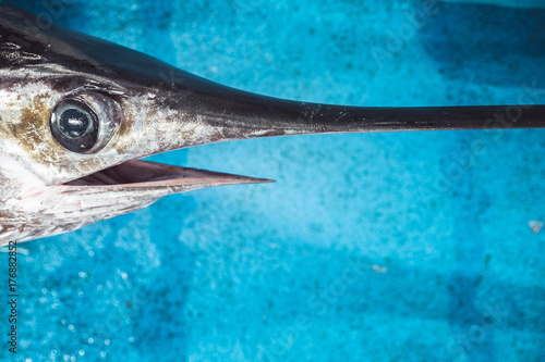 Close up of swordfish photo