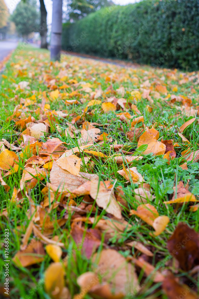 Autumn time leaves and lush foliage in and around a busy city Autumn time leaves and lush foliage in and around a busy city
