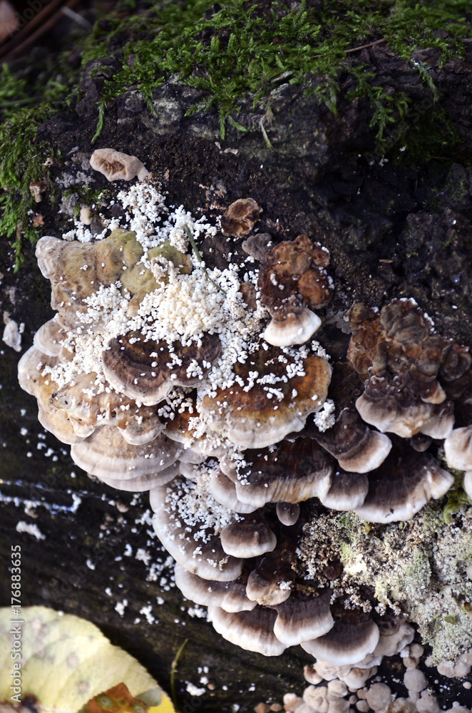 Mushroom on autumn forest floor with dry leaves Mushroom on autumn forest floor with dry leaves