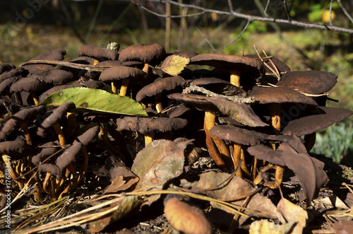 Mushroom on autumn forest floor with dry leaves