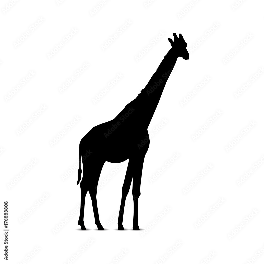 Fototapeta premium Silhouette of standing giraffe.