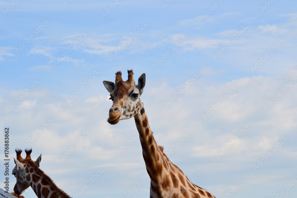 Naklejka premium Girafe