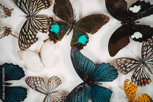butterfly specimen collection photo