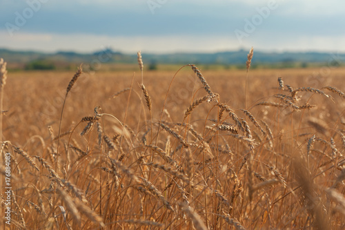 wheat field in mountains on...