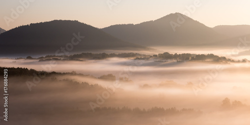 Nebelmorgen im Pf  lzer Wald