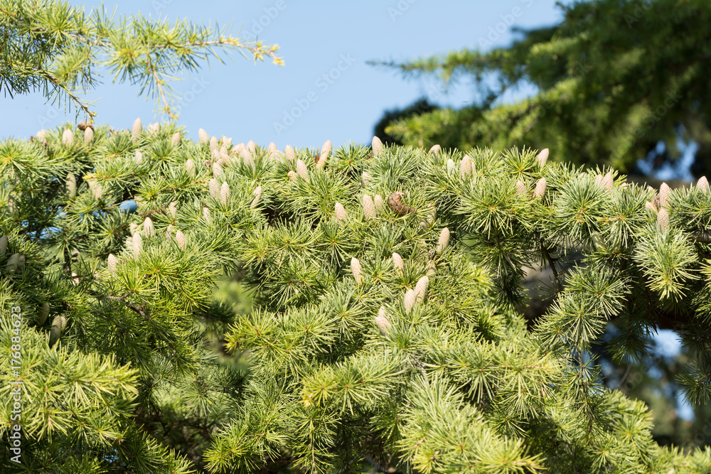 Branch full of young cones Branch full of young cones