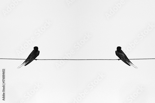 Angry birds