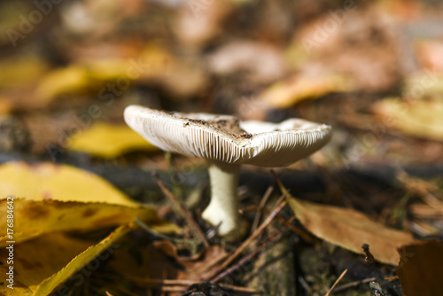 An inedible mushroom growing in the forest during the autumn.