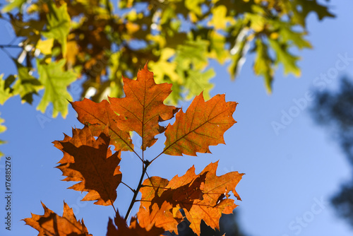 Autumn leaves on a beautiful sunny autumn day