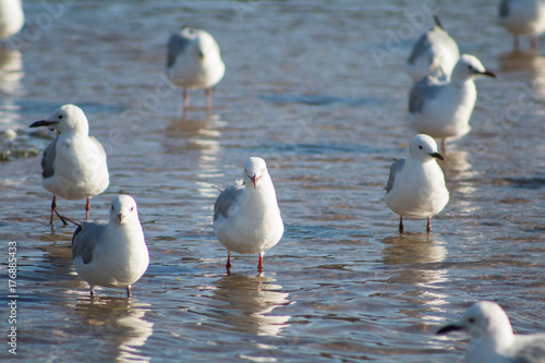 Sea gulls