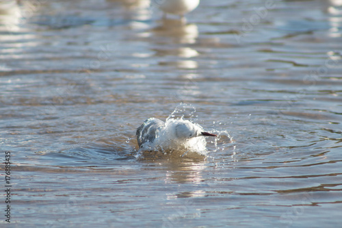 Sea gull bathing