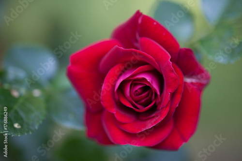 Rote Rose