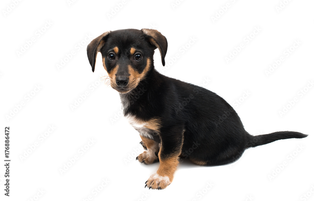 puppy dachshund isolated