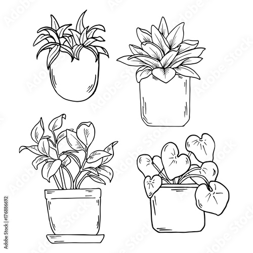 Home plants set in a pots isolated on white background. Cartoon ink sketch. Hand drawn vector illustration.