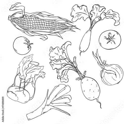 Set of fresh vegetables: corn, tomato, radishes, kohlrabi and onion isolated on white background. Ink sketch. Hand drawn vector illustration.
