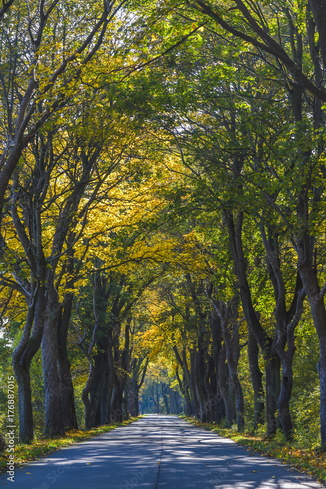 Road in the tunnel of trees in autumn