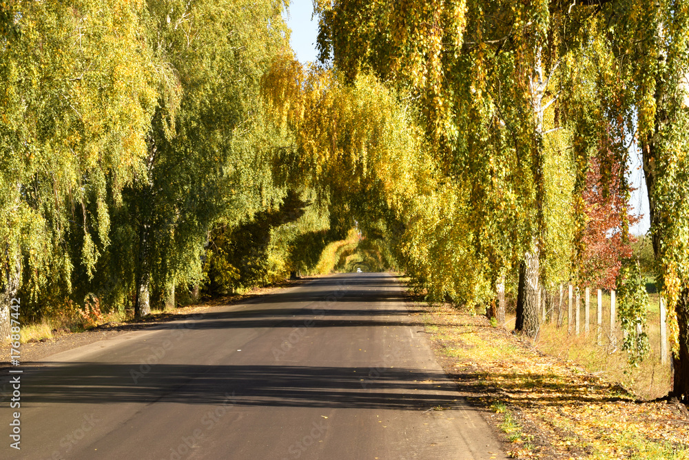 Naklejka premium a tunnel of trees in autumn