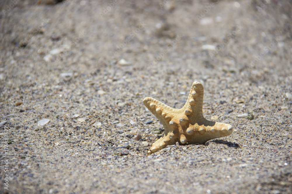 Seastar or sea starfish standing in beach sand. Star fish on background with copy space. Seastar or sea starfish standing in beach sand. Star fish on background with copy space.