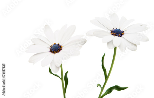 Osteosperumum Flower Daisy Isolated © ksena32