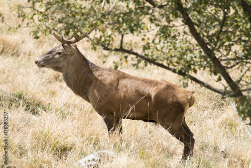 Cervo nel periodo degli amori - Parco Velino Sirente Abruzzo