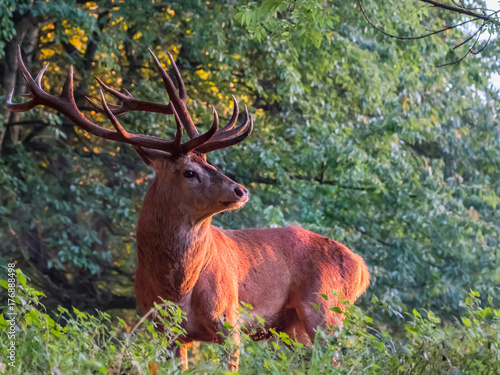 Portrait of red deer stag under golden morning light