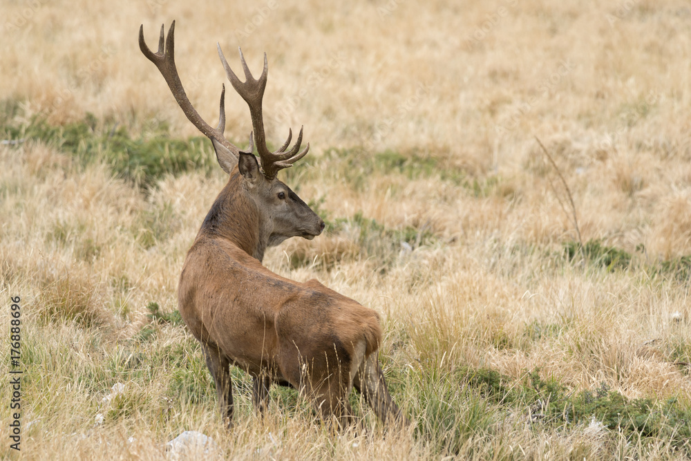 Cervo nel periodo degli amori - Parco Velino Sirente Abruzzo Cervo nel periodo degli amori - Parco Velino Sirente Abruzzo