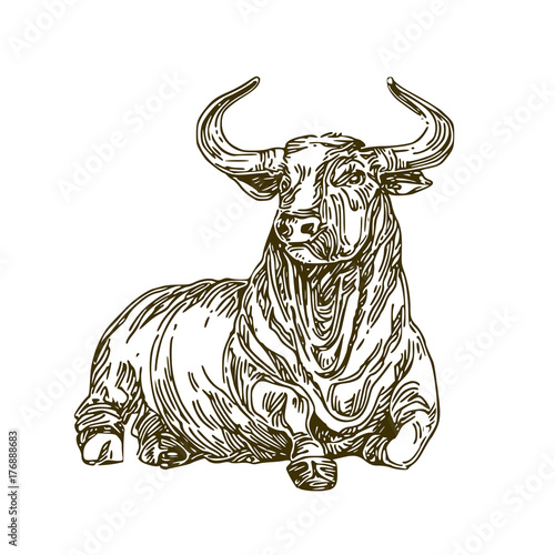 Bull. Sketch. Vector illustration.