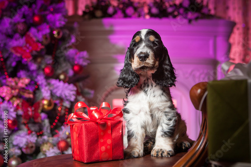 Puppy with a gift. Puppy in...