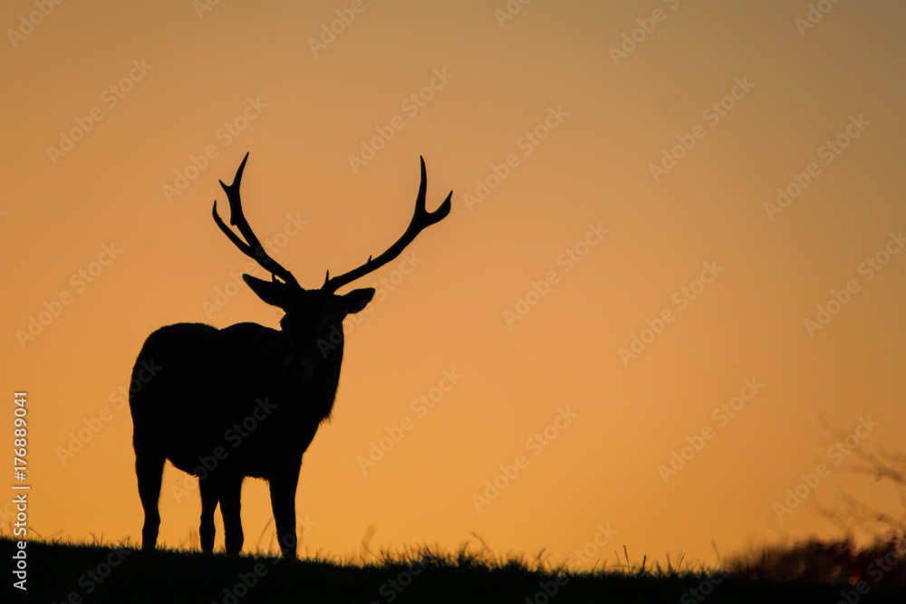 Naklejka premium Silhouette of a large red stag with background golden morning sky