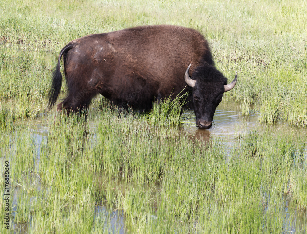 American Buffalo taking a dip